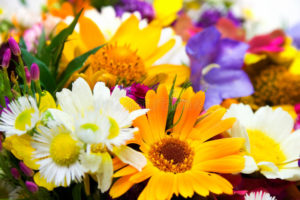 spring flower